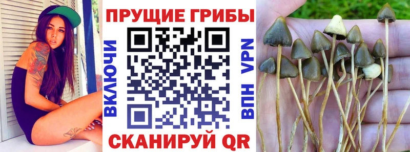Псилоцибиновые грибы GOLDEN TEACHER  Суровикино 